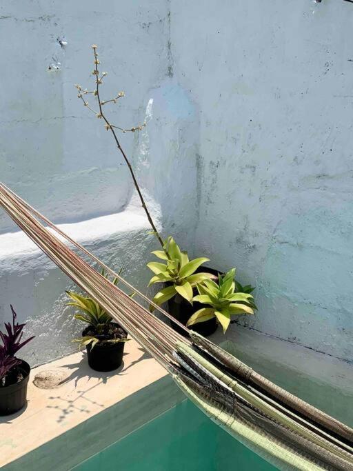 Casita Azul Colonial En El Centro De Merida. Екстериор снимка